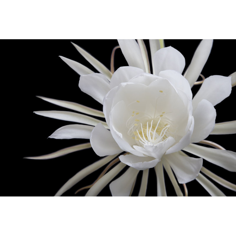 Énorme nuit blanche épanouie (Epiphyllum) fleur contre le noir par Terryfic3D, H 24 po x l 36 po