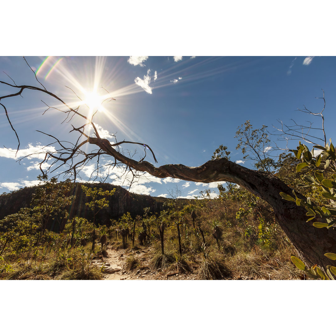 Dry Tree von MaFelipe - Kunstdrucke auf Leinwand ohne Rahmen