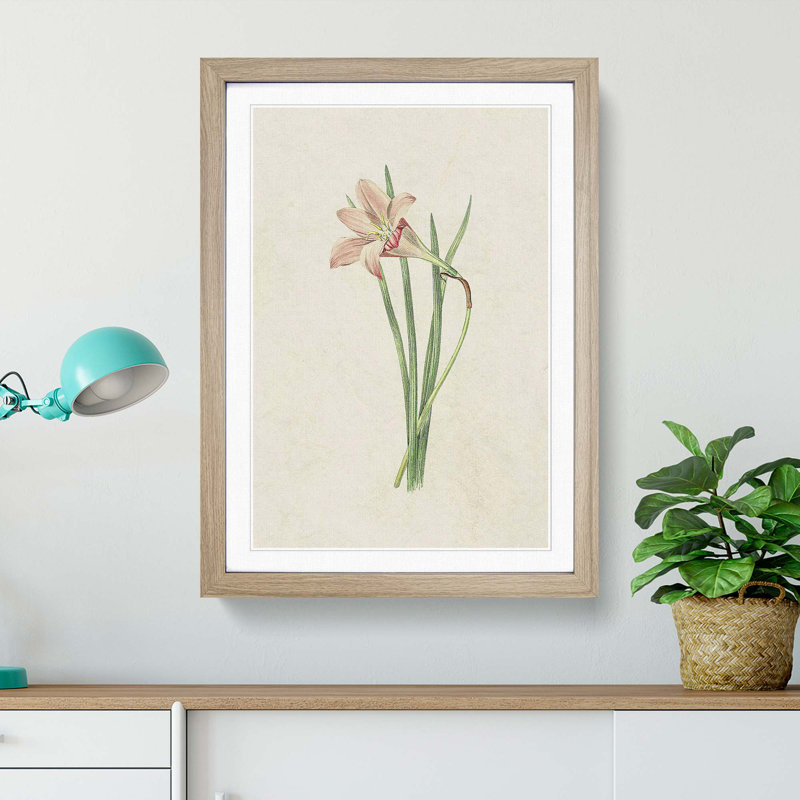 Pink Zephyr Lily Illustration - Framed Print, 48cm H x 36cm W x 2cm D, Oak Framed