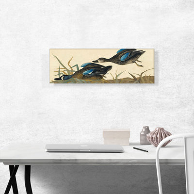 «Blue-Winged Teal» par John James Audubon, reproduction d'art sur toile panoramique
