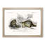 Raccoon Illustration by Charles D'Orbigny - Picture Frame Painting Print-55601712-55601719