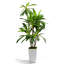 Faux arbre Dracaena 6 pi