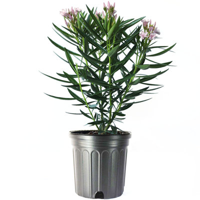 American Plant Exchange Landscape Plants Live Flowering Petite Pink Dwarf Oleander Bush, 10-Inch Pot