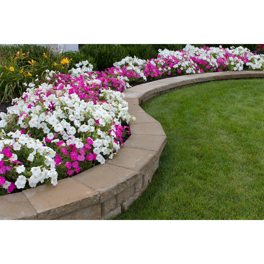 Leinwandbild Pink and White Petunias