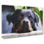Rottweiler Dog - Wrapped Canvas-61845162
