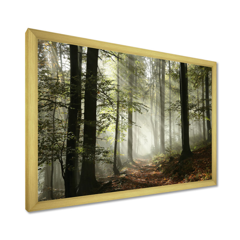 Lumière dans une forêt d'automne dense avec brouillard, œuvre d'art, H 16 po x l 32 po, Impression encadrée, Or