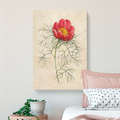 Peony Flower by Pierre-Joseph Redoute - Wrapped Canvas Print