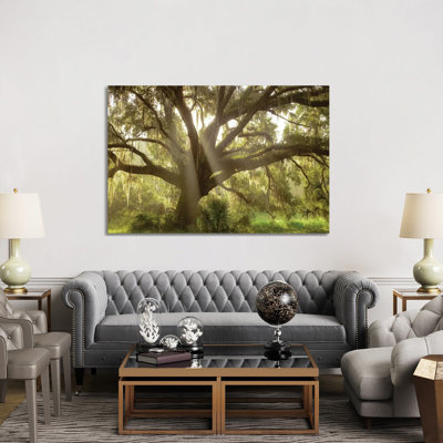 " Beautiful Southern Live Oak tree, Flordia " Print
