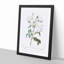 White Roses by Pierre-Joseph Redoute - Picture Frame Art Prints-55612731-55612735