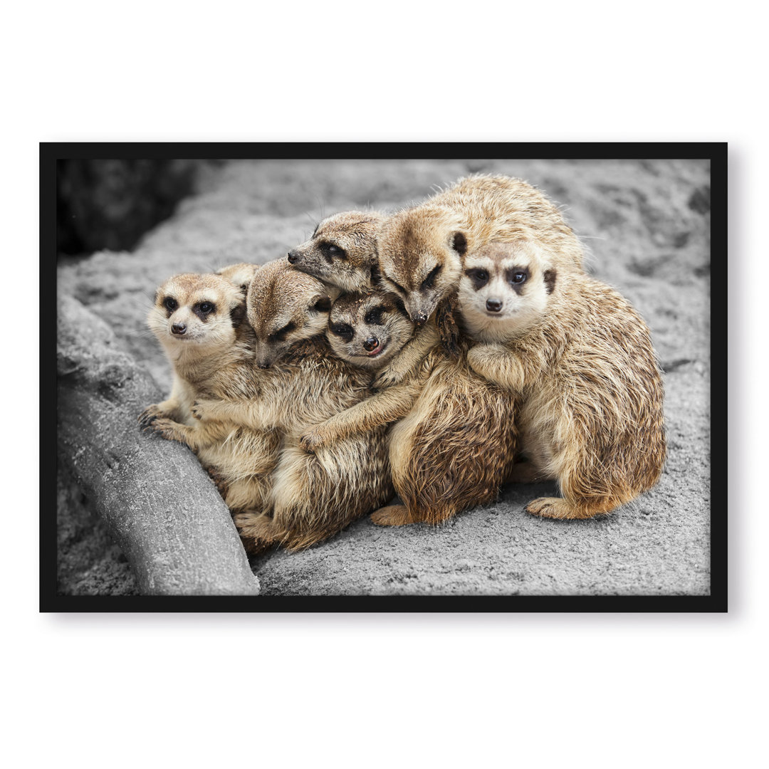 Gerahmtes Foto "Sweet Meerkats Cuddle"