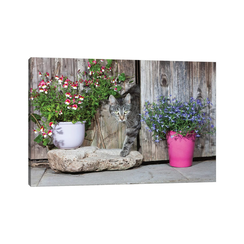 Domestic Cat Female Tabby Emerging from Shed, Lower Saxony, Germany 1 Piece Wrapped Canvas Wall Art, 20.32 cm H x 30.48 cm W