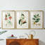 Turpin Tropical Botanicals IV - reproduction sur mesure encadrée de qualité supérieure - 3 pièces-1893982536-1893982646