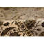 Oriental Area Rug