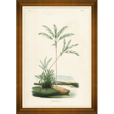 African Palms Giclee Print by João Barbosa Rodrigues