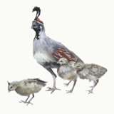 Quail With Chicks Painting by Fern Cassidy