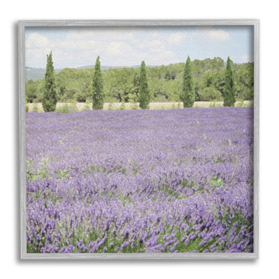 " Country Lavender Meadow "