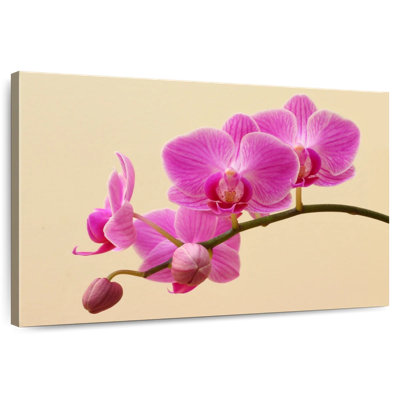 Harnek Orchid Blooms And Buds