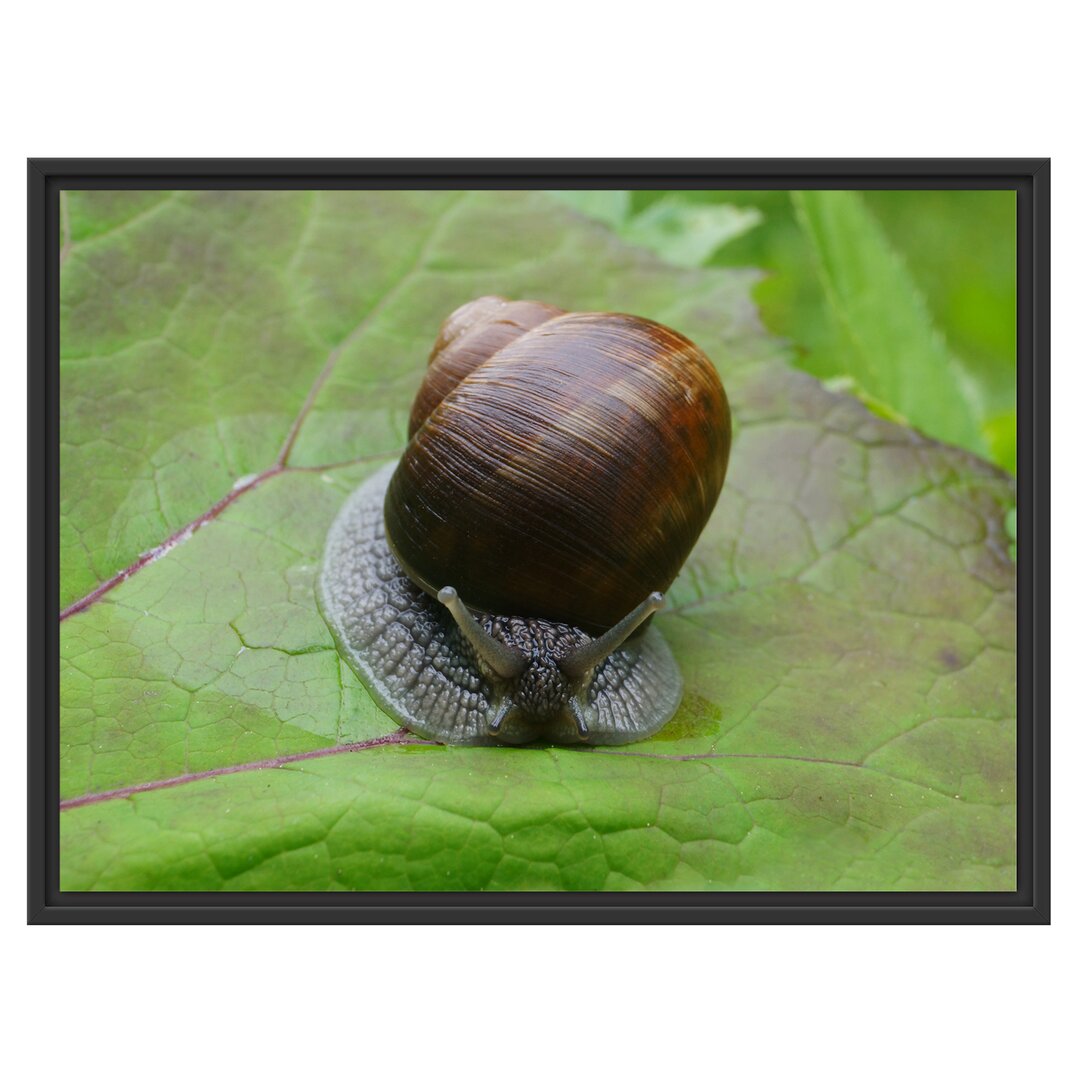 Gerahmtes Wandbild kleine Schnecke mit Schneckenhaus