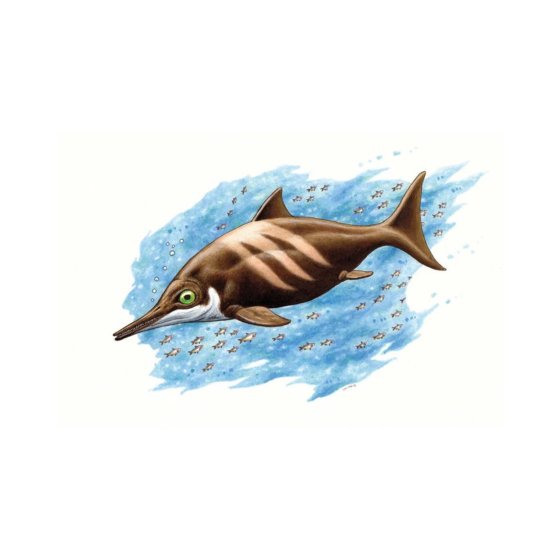 Ichthyosaurus On White Background 1 Piece Wall Art on Canvas, 30.48cm H x 45.72cm W