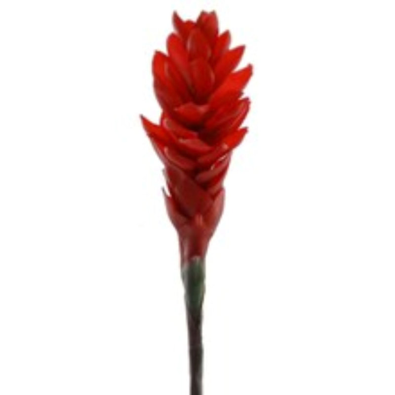 32" Ginger Stem - 3 Pack