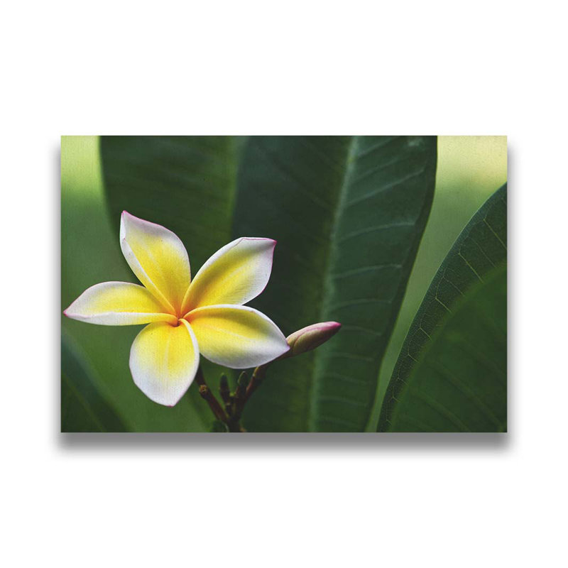 Lone Plumeria par Kelly Wade. Impression sur papier - Montée et encadrée, H 34 po x l 49 po x P 1 po