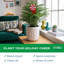 1.5' Fresh Cut Christmas Tree