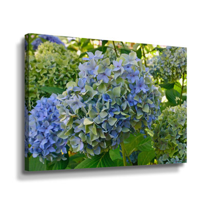 «Blue and Green Hydrangeas» par Kathy Yates - photographie sur toile tendue