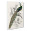 Majestic Peacock by Sir William Jardine - Wall Art-103398697-103398698