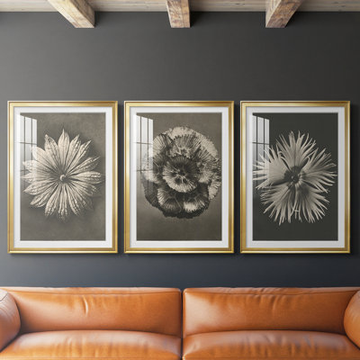 Blossfeldt Flower II - reproduction sur mesure encadrée de qualité supérieure - 3 pièces