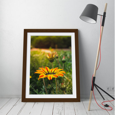 Yellow Gazania Flower by Latitude Run - Single Picture Frame Print on Canvas