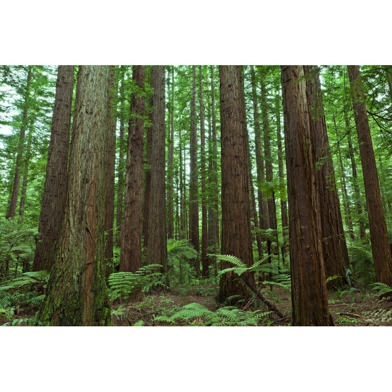 Redwood Forest by Colonel, 24" H x 36" W