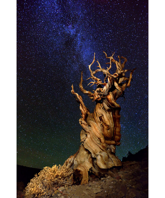 Wrapped Canvas Print, 76.2 cm H x 50.8 cm W