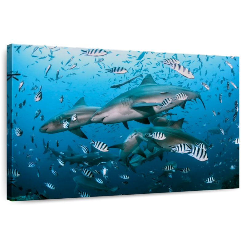 Aletra Beqa Lagoon Sharks, 32" H x 48" W