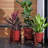 Ebern Modern Resin Pot Planter with Wooden Stand-1843114442-1839056885