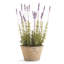 Conservatory French Lavender with Pot
