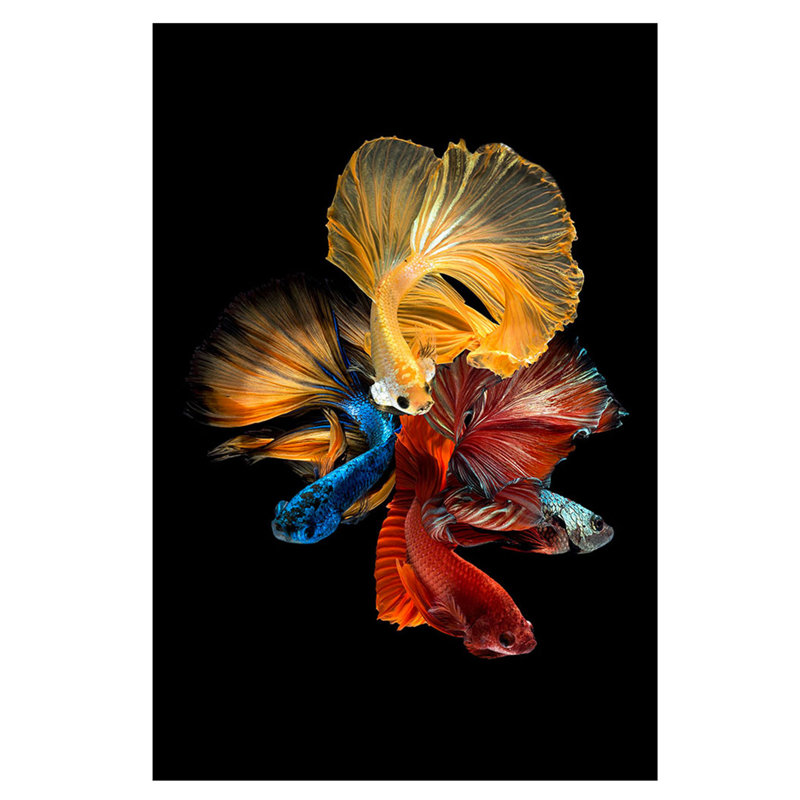 Betta Long Fin Fish Wall Art Print, 24" H x 36" W x 1" D, Gold Framed