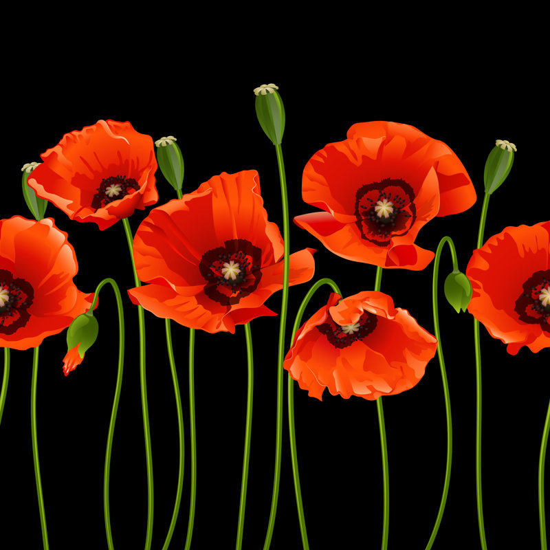 Red Poppies In A Row - Wrapped Canvas Print, 30cm H x 30cm W