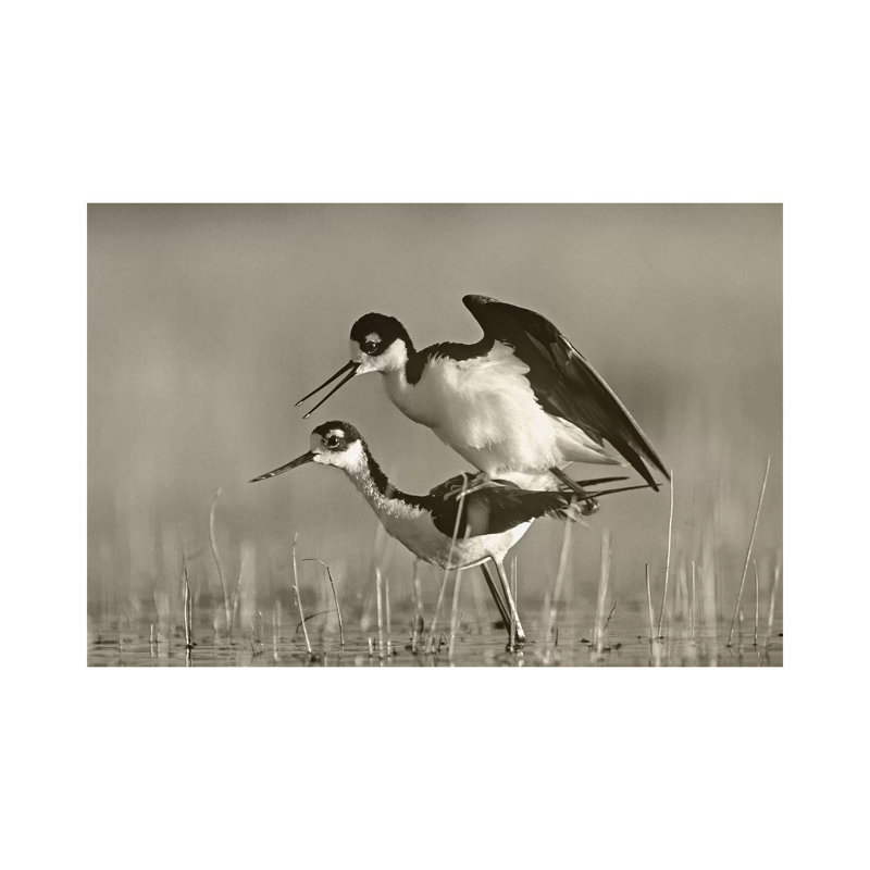 Black-necked Stilts Mating by Tim Fitzharris - Gallery-Wrapped Canvas Giclée on Canvas, Canvas