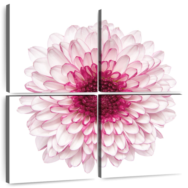 Chrysanthème rose Harnek, H 50 po x l 50 po