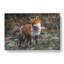 Red Fox Vol.2 - Wrapped Canvas-61837061