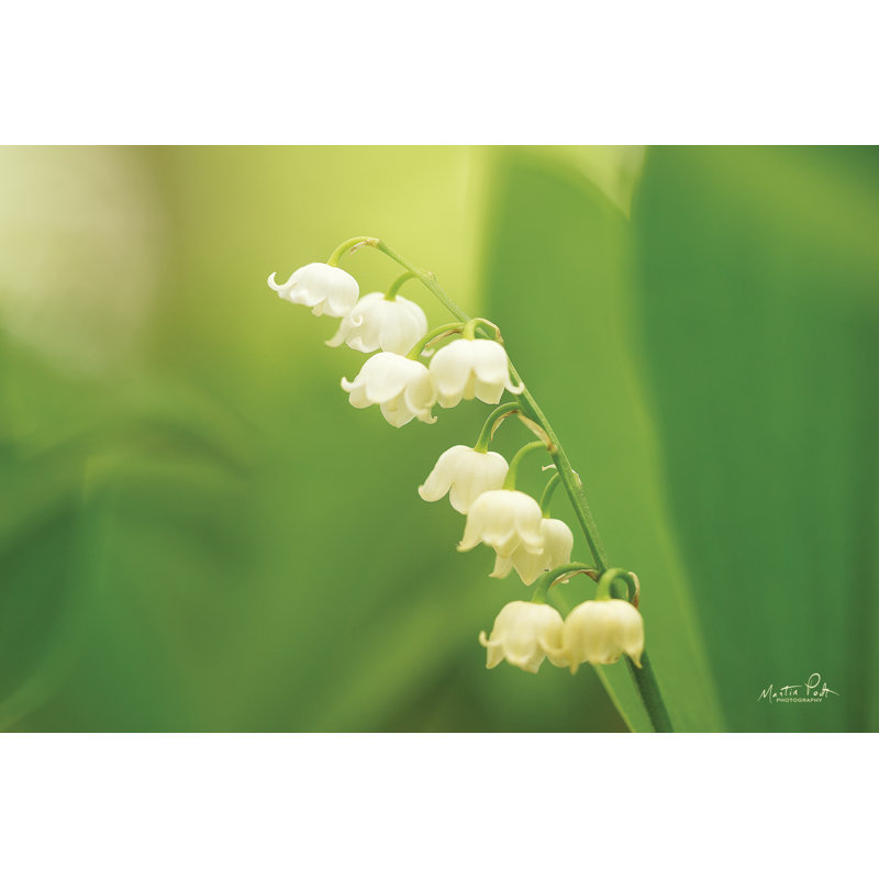 Muguet par Martin Podt - reproduction, L 12 po x H 8 po, Toile tendue