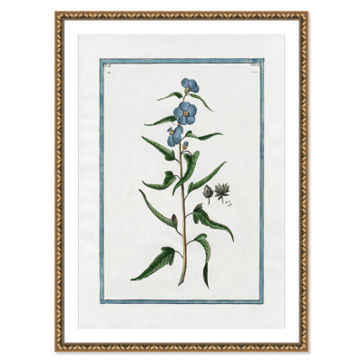 Colombe "Shabby Elegance Botanical I" Print