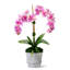 Rosalyn Realtouch Orchid in Cement Vase-1418423829