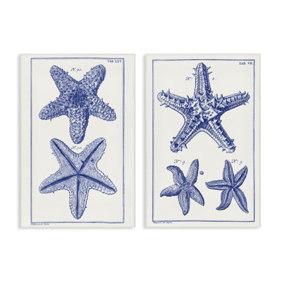 Diagram of a Starfish  2 PC Canvas Wall Art Set by Vision Studio