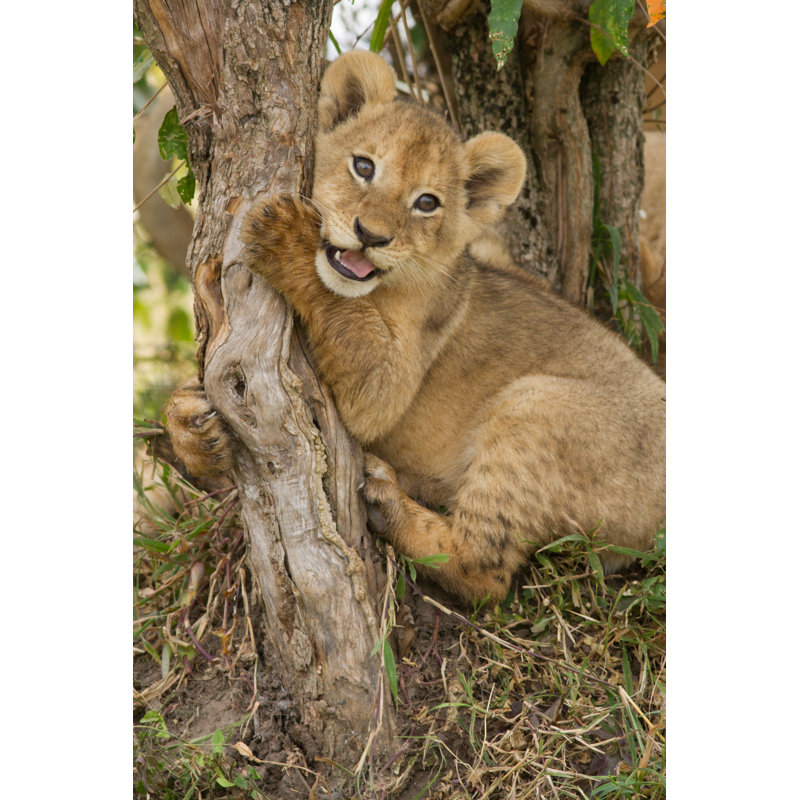 Lion Cub Playing by Amrishwad - Wrapped Canvas Print, 122cm H x 81cm W x 3.8cm D