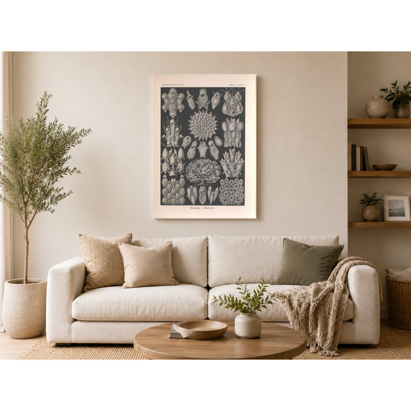 Art textuel sur toile, "Tafel 33 - Bryozoa" (1904), L 30 po x H 20 po