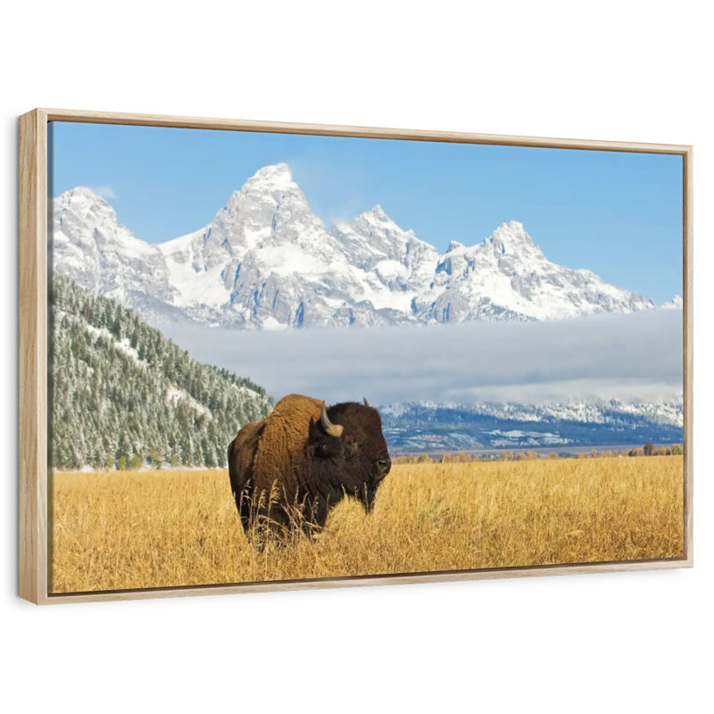 Grand Teton Bison Bull, Cadre flottant en bois naturel, 43 po x 29 po