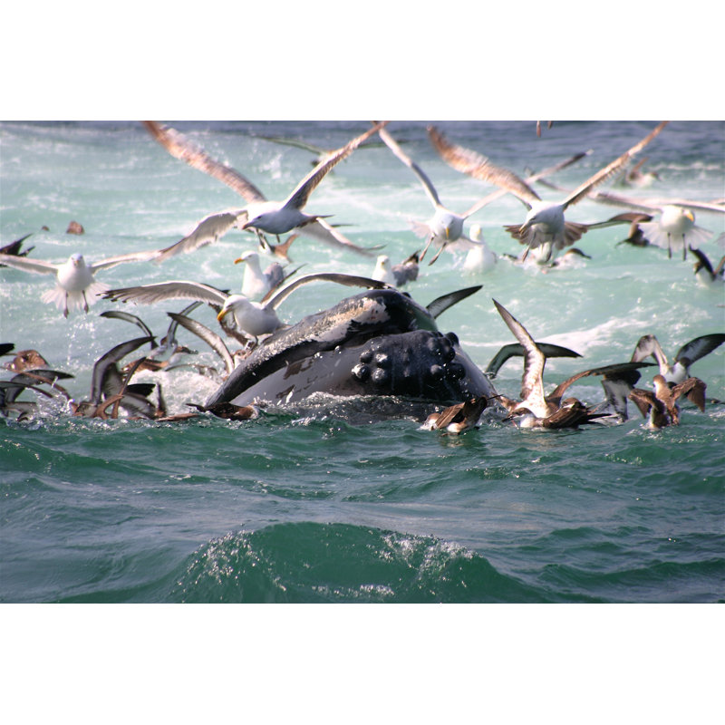 Humpback Whale by Driftlessstudio - No Frame Art Prints on Canvas, 61cm H x 91cm W