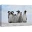 Animaux, petits pingouins sur toile-93629387-93629390