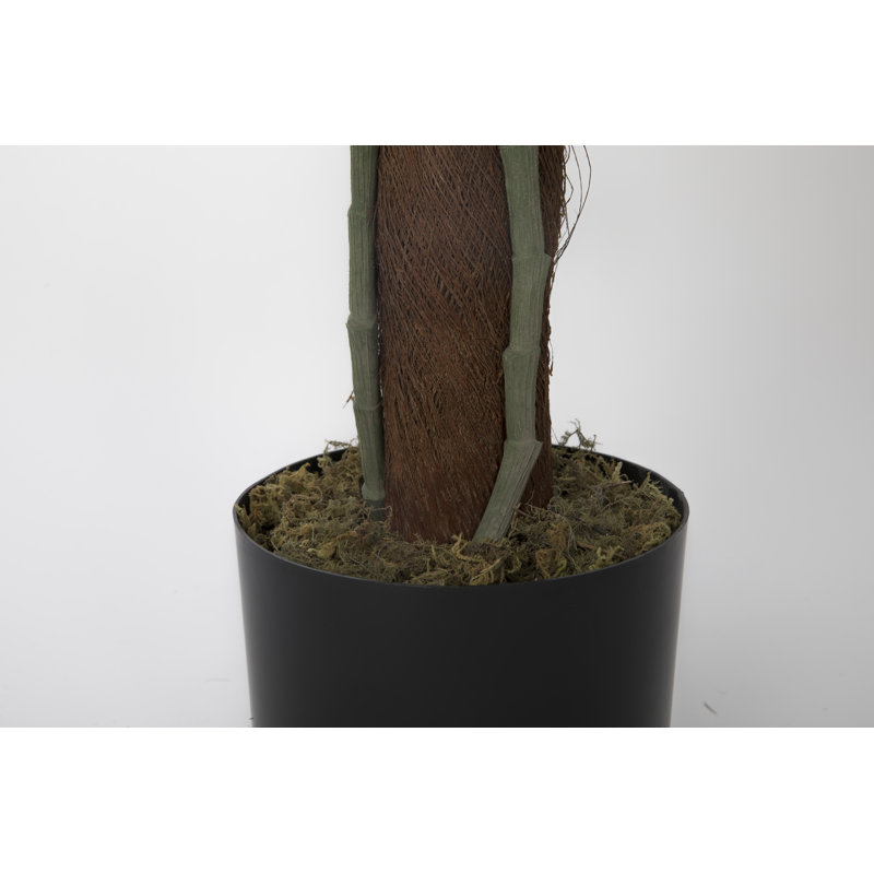 Panama, plante à feuillage en pot de résine